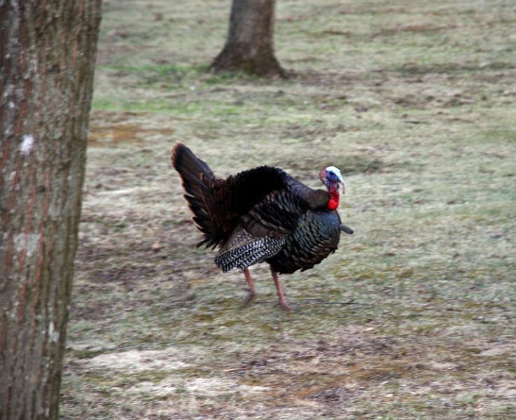 turkey4.jpg - I met this guy on the way to work.